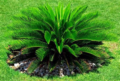 Home And Garden : Cycas Palm