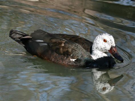 White-winged duck (Asarcornis scutulata)