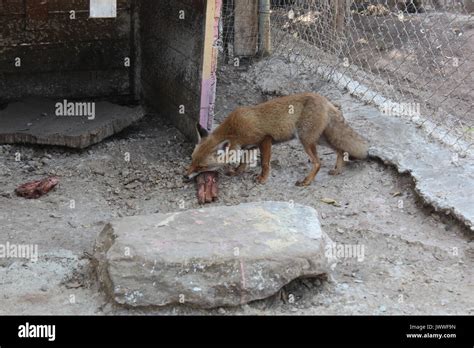 Fox eating hi-res stock photography and images - Alamy