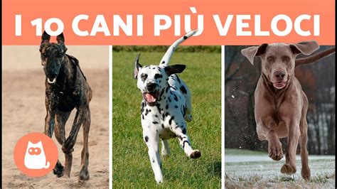 Le 10 RAZZE DI CANI PIÙ VELOCI al mondo Qual è la PIÙ VELOCE YouTube