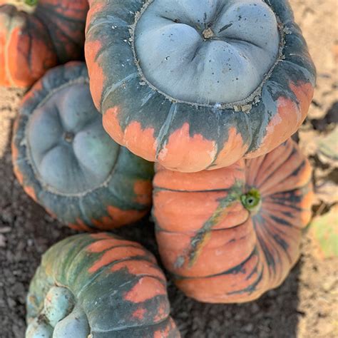 Troll F1 Treated Pumpkin Seeds Osborne Hybrid Farm Seed Company