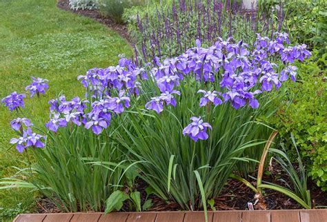 How To Divide Siberian Iris My Heart Lives Here