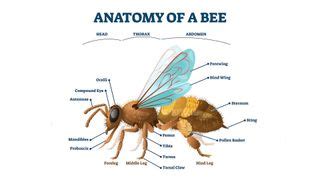 Do bees have knees? | Live Science