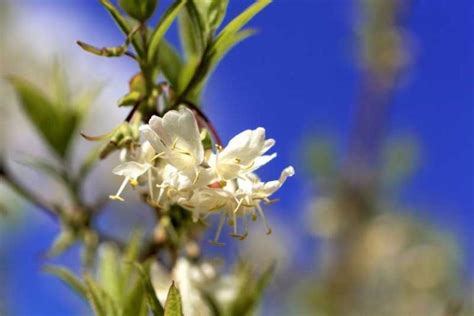 Chèvrefeuille d hiver Lonicera fragrantissima Fiche plante