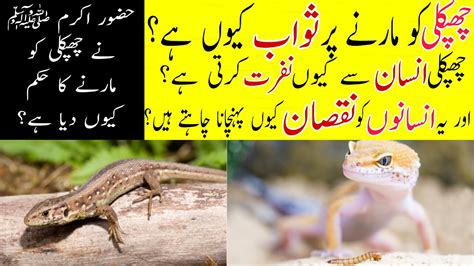 Why Did Prophet Muhammad Pbuh Order To Kill The Lizard Chipkali Ki Insan Se Nafrat Krna Ki