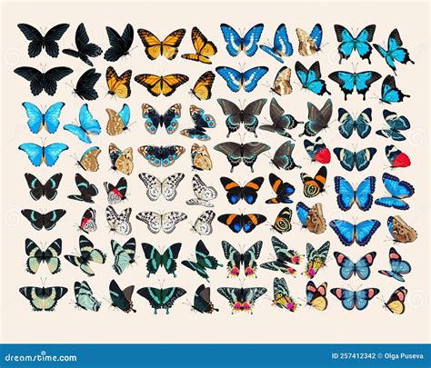 Gran Conjunto Vectorial De Mariposas De Alto Nivel Ilustración Del