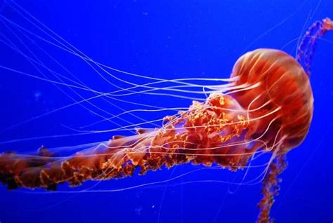 Lion's Mane Jellyfish: The Giants of the Ocean - Ocean Info