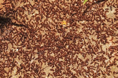 Swarm of ants — Stock Photo © cristi180884 #4117238