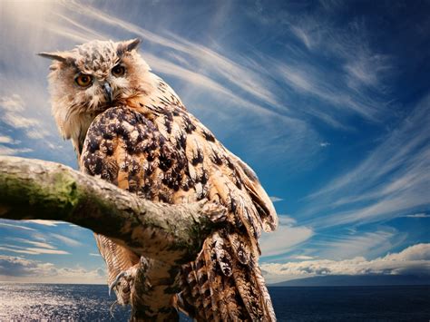 Free Images Nature Wilderness Sky Predator Owl Feather Fauna