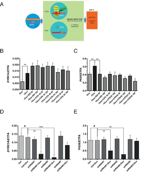 Inhibition of DYRK1A disrupts neural lineage specificationin human ... 