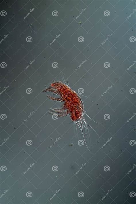 Dust Mites Under the Microscope Stock Image - Image of science ...