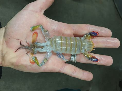 Photo Of The Week Mantis Molt Scripps Institution Of Oceanography