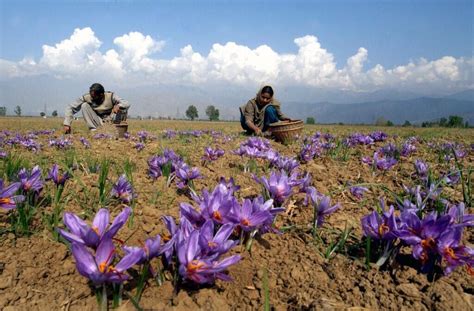 global warming forces kashmir farmers  grow saffron