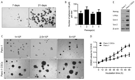 Glutathione Peroxidase 4 Maintains A Stemness Phenotype Oxidative