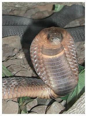 Africa's Most Deadly Snakes - Nairaland / General - Nigeria