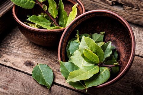 Exploring The Different Stages Of Bay Leaf Plant Growth