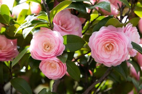 Tips on Growing Camellia Plants (Growing Guide) - Garden Lovers Club