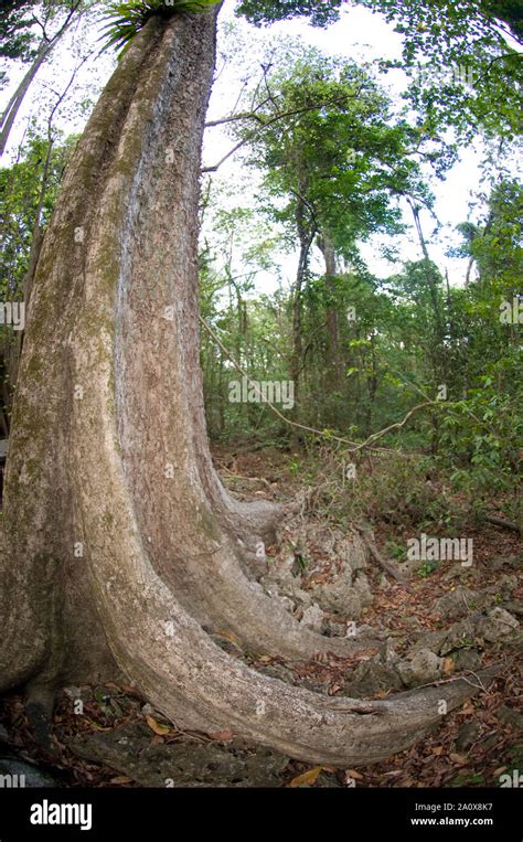 Forest Floor And Propeller Tree Gyrocarpus Sp Christmas Island