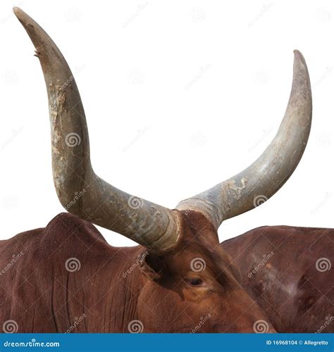 Watusi cattle horns stock photo. Image of horns, watusi - 16968104