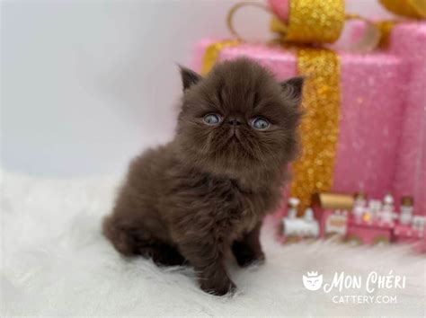 Sold Exotic Shorthair And Exotic Longhair Kittens 1 Mon Chéri Cattery