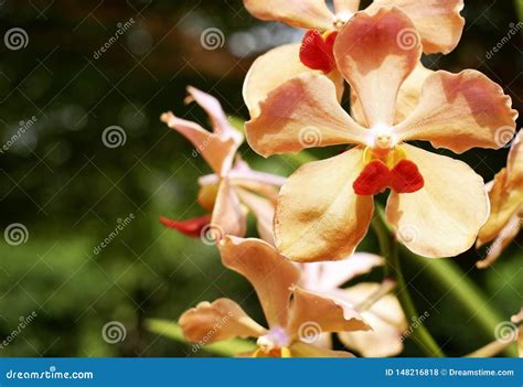 Orange Orchid Blooming In Garden Stock Photo Image Of Nature Closeup