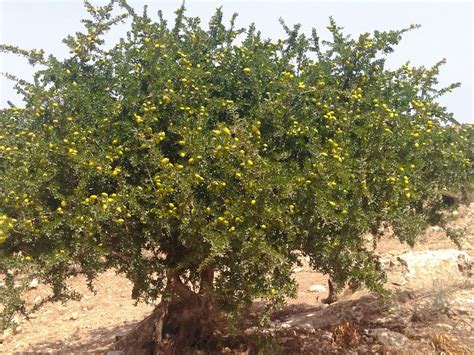 Planting Argan Trees in Morocco | High Atlas Foundation