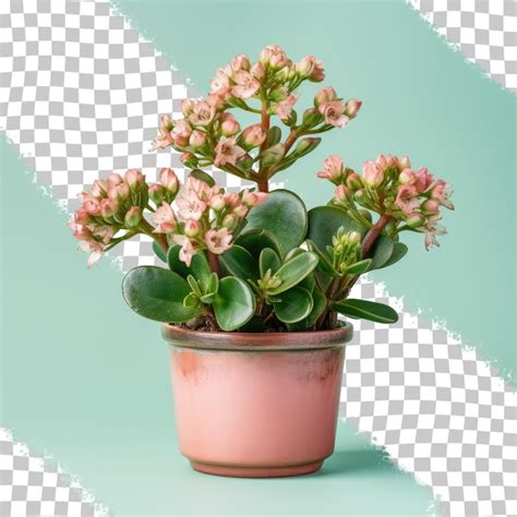 Um kalanchoe lariniata em vaso é uma linda planta decorativa no fundo