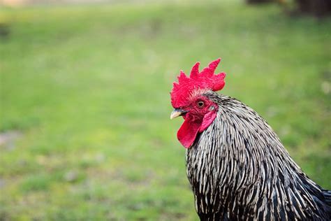 100+ Best Rooster Photos · 100% Free Download · Pexels Stock Photos