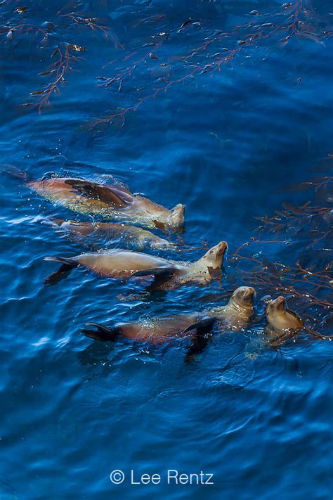 Lee Rentz Photography Raft Of California Sea Lions In Channel Islands