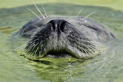 animals  whiskers      wildlife informer