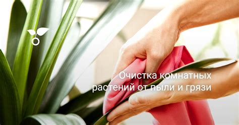Очистка комнатных растений от пыли и грязи. Фото — Ботаничка