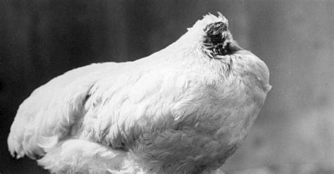 The Story Of 'Mike', The Chicken That Lived For 18 Months Without Its ...