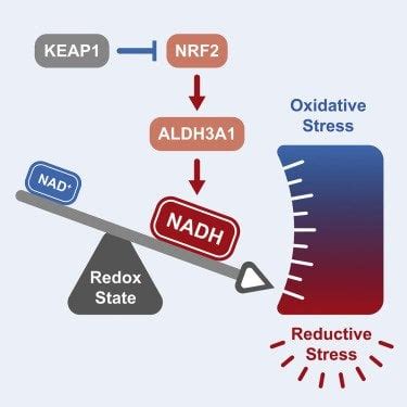 NRF2 activation induces NADH-reductive stress, providing a metabolic ... 