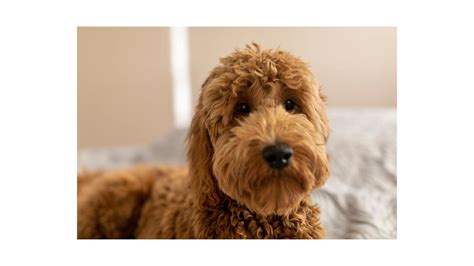 Red Goldendoodle: Everything You Need To Know (W/ Pictures)