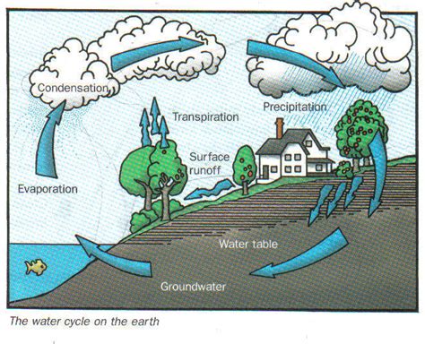 Water Cycle With Transpiration Precipitation Condensation Evaporation