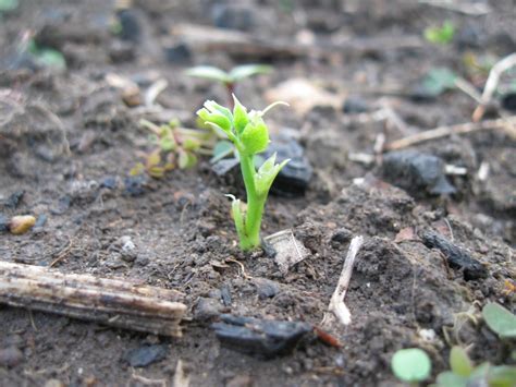 Kentucky Fried Garden: Planting Fall Vegetables