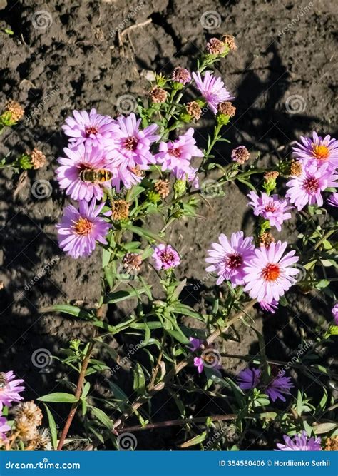 Aster Alpinus, Alpine Aster In Bloom Royalty-Free Stock Photo