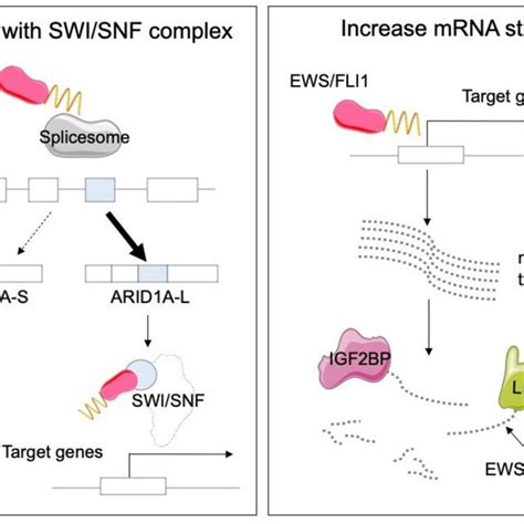 Interaction and stabilization by the EWS/FLI1 fusion protein. EWS/FLI ... 