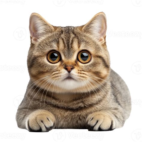 Cute tabby cat resting with big eyes 54584429 PNG