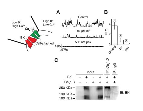 Figures And Data In Proximal Clustering Between Bk And Cav Channels