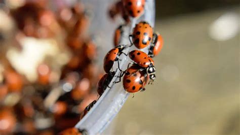 Why Are There So Many Ladybugs In Or Outside My House In October