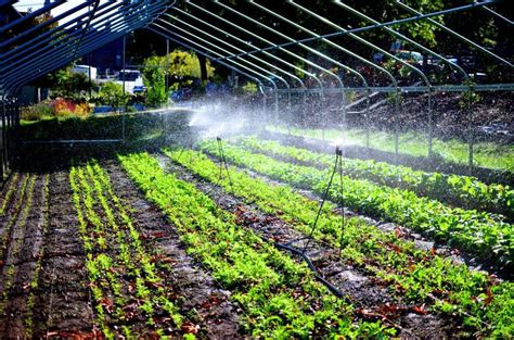 How to Build a Greenhouse Misting System - Greenhouse Info