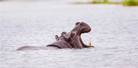 10 Impressive Animals With Big Heads