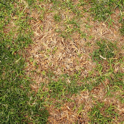 Dollar Spot What Should You Do If This Lawn Disease Infects Your Lawn