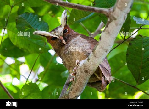 Crested Owl Lophostrix Cristata Lowland Rainforests Near Cristalino