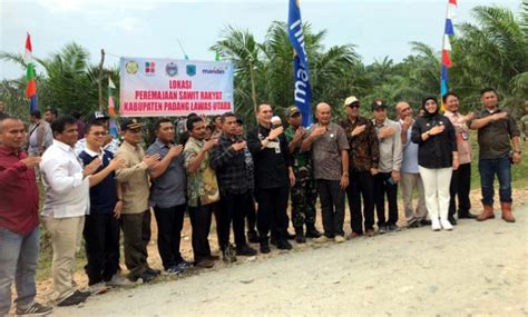 Bersama Petani Paluta Ali Jamil Harahap Panen Perdana Kelapa Sawit