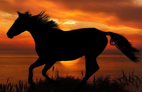 Horse Sunset Silhouette - Free photo on Pixabay