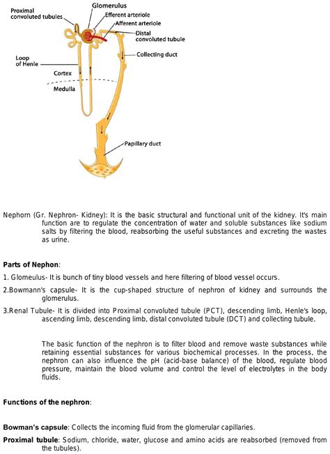 structure and function of nephron