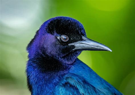 Common Grackle Bird Facts - Quiscalus quiscula - A-Z Animals