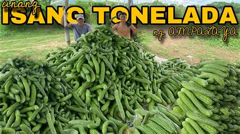 Th Harvest Ng Ampalaya Kilos Na Youtube